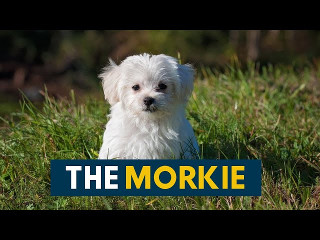 Morkie Aka The Maltese Yorkie Mix You