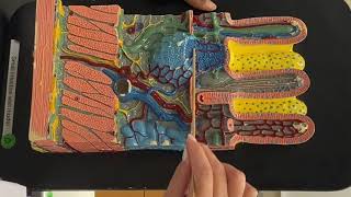 Small intestine wall model ap2