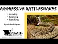 AGGRESSIVE rattlesnakes | Venomous snake techniques & tips