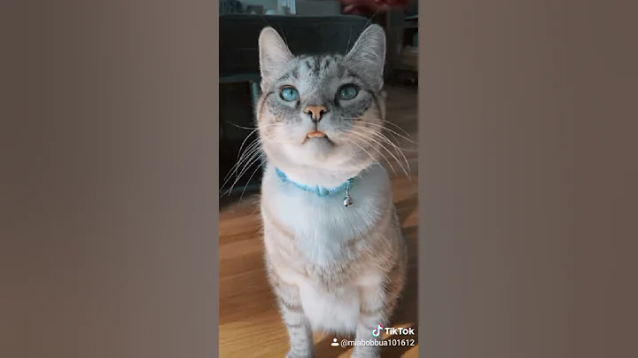 My now cat