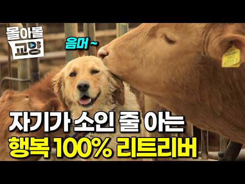 The Retriever who loves cows so much he lives in their barn #BingeWorthyEducation