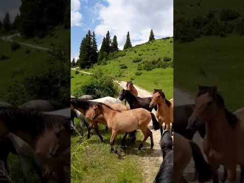 Wild Horses Rhodope