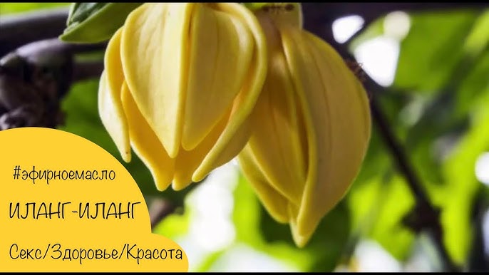 Иланг иланг майы және секс туралы бейнелер Иланг иланг майы және секс туралы бейнелер