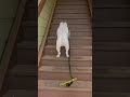 The last one viral dance dog funny short.