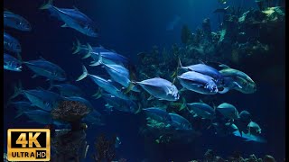 The Ocean 4K - Relaxation Film - Peaceful Relaxing Music - 4k Video Tuna Fish