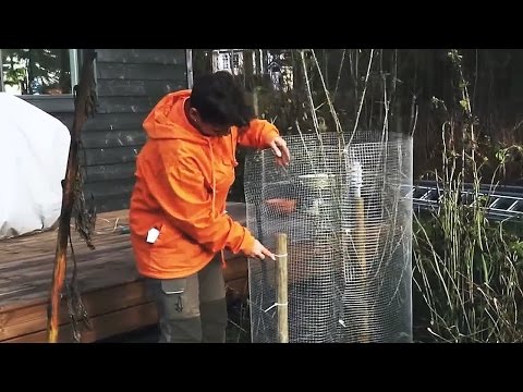 Video: Kirsikoiden istuttaminen syksyllä - tehdään se oikein