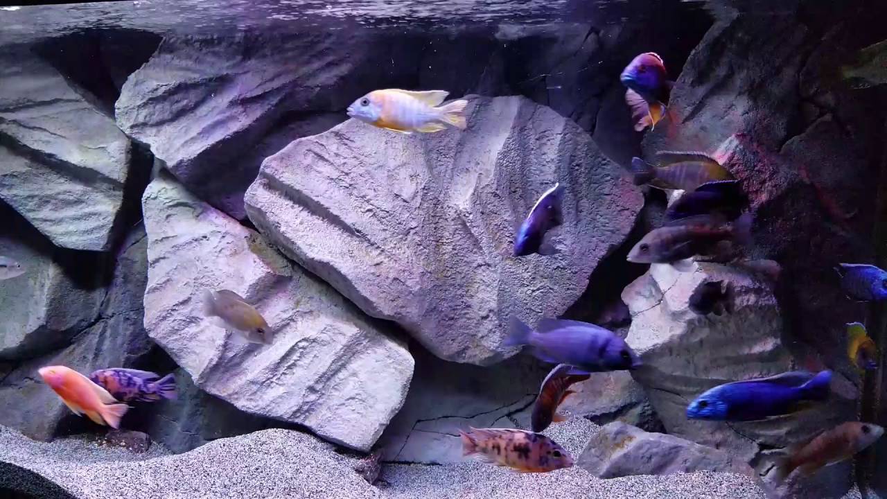 Lake malawi african Cichlid peacocks and haps - YouTube