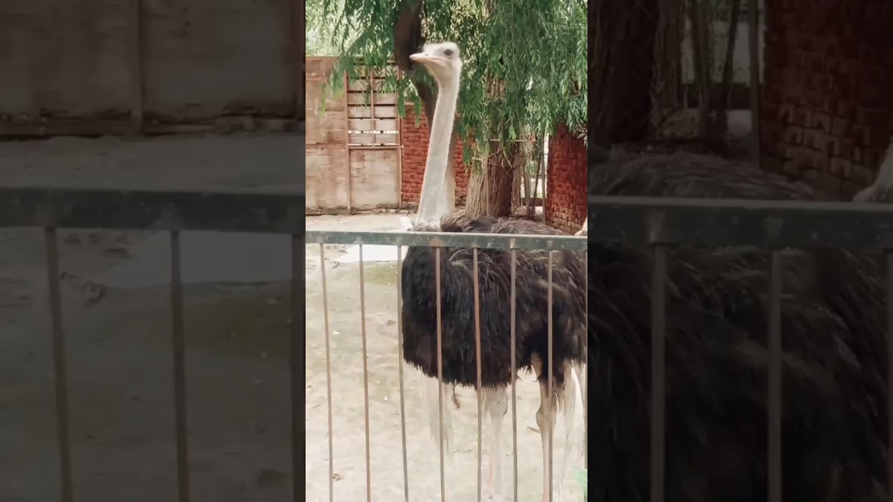 tallest Ostrich/ostrich egg 🥚,