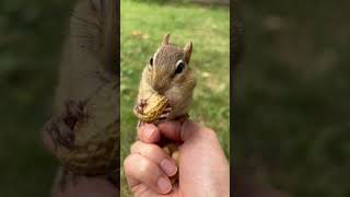 See Charismatic Eyes At The End Of Video