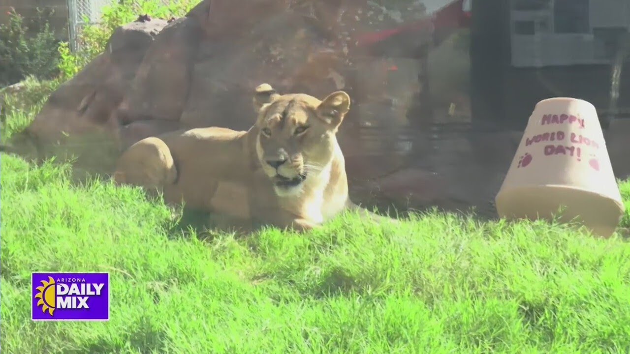 Phoenix zoo provides swamp cooler for its lions - YouTube