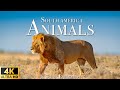 Animals of South America (4K UHD) - Scenic Wildlife Film With Calming Music