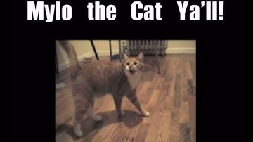 Shortest video on YouTube part 9 LOOPED