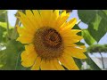 George Winston - Loreta and Desiree's Bouquet, Pt. 1 (Visualizer)