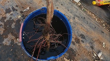 Cách trồng cây Táo Tàu rễ trần đúng cách.