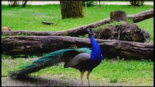OMG⁉️suara kicauan burung merak jantan | bompuy animals