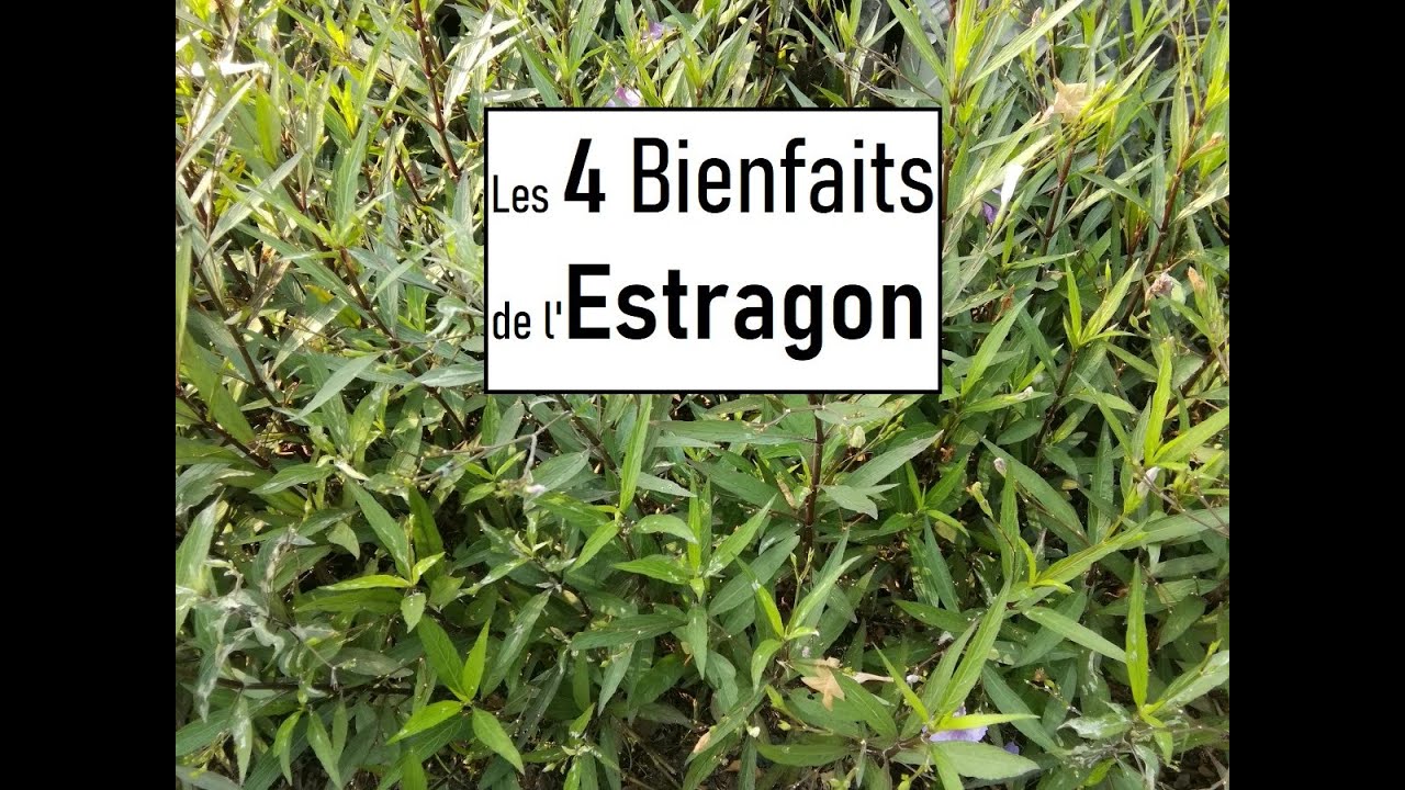 Les bienfaits de l'Estragon YouTube — free download