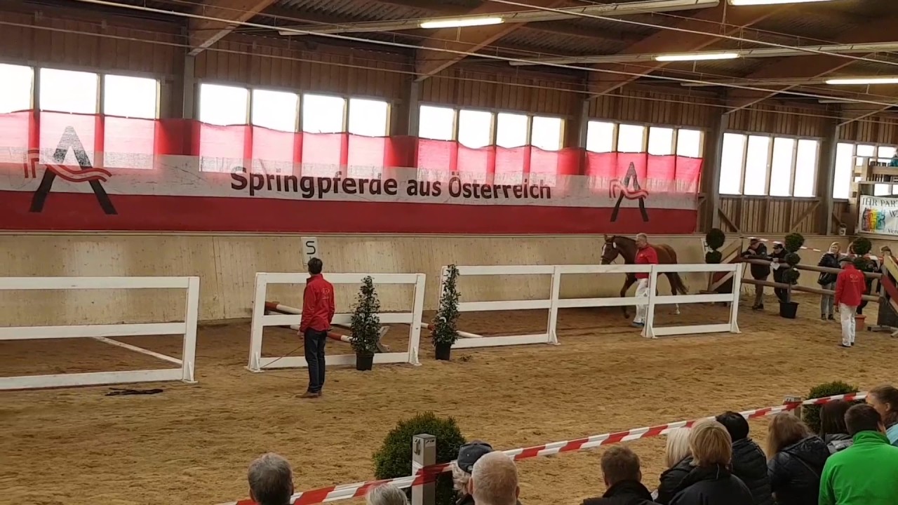 2013 mare ZANG Colore x Quattro B