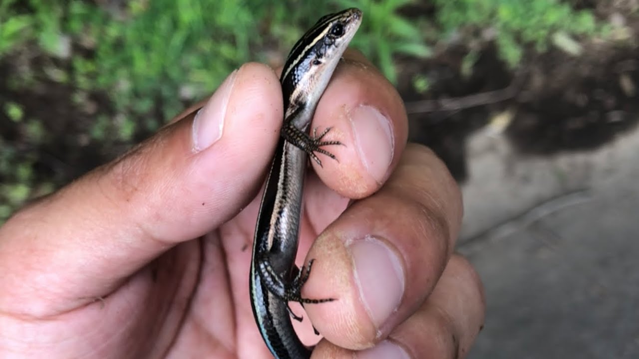 ニホントカゲの幼体を捕まえたので飼います 爬虫類 Japanese Lizard Youtube ニホントカゲの幼体を捕まえたので飼います 爬虫類 Japanese Lizard Youtube
