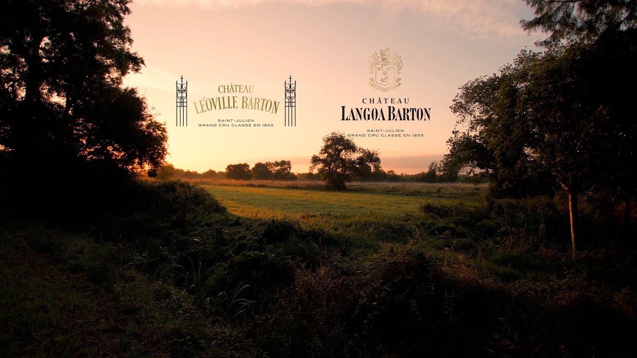 Vendanges Millésime 2023 - Harvest vintage 2023 - Châteaux Langoa et Léoville Barton