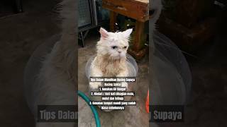 Tips Untuk Memandikan Kucing Supaya Kucing Lebih Santai