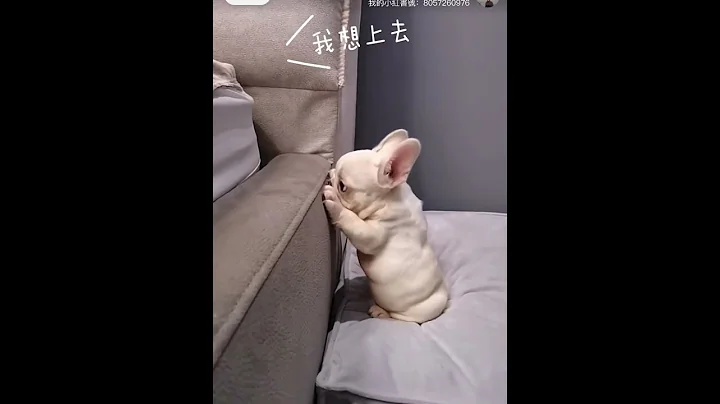 我想上去 - 天天要闻