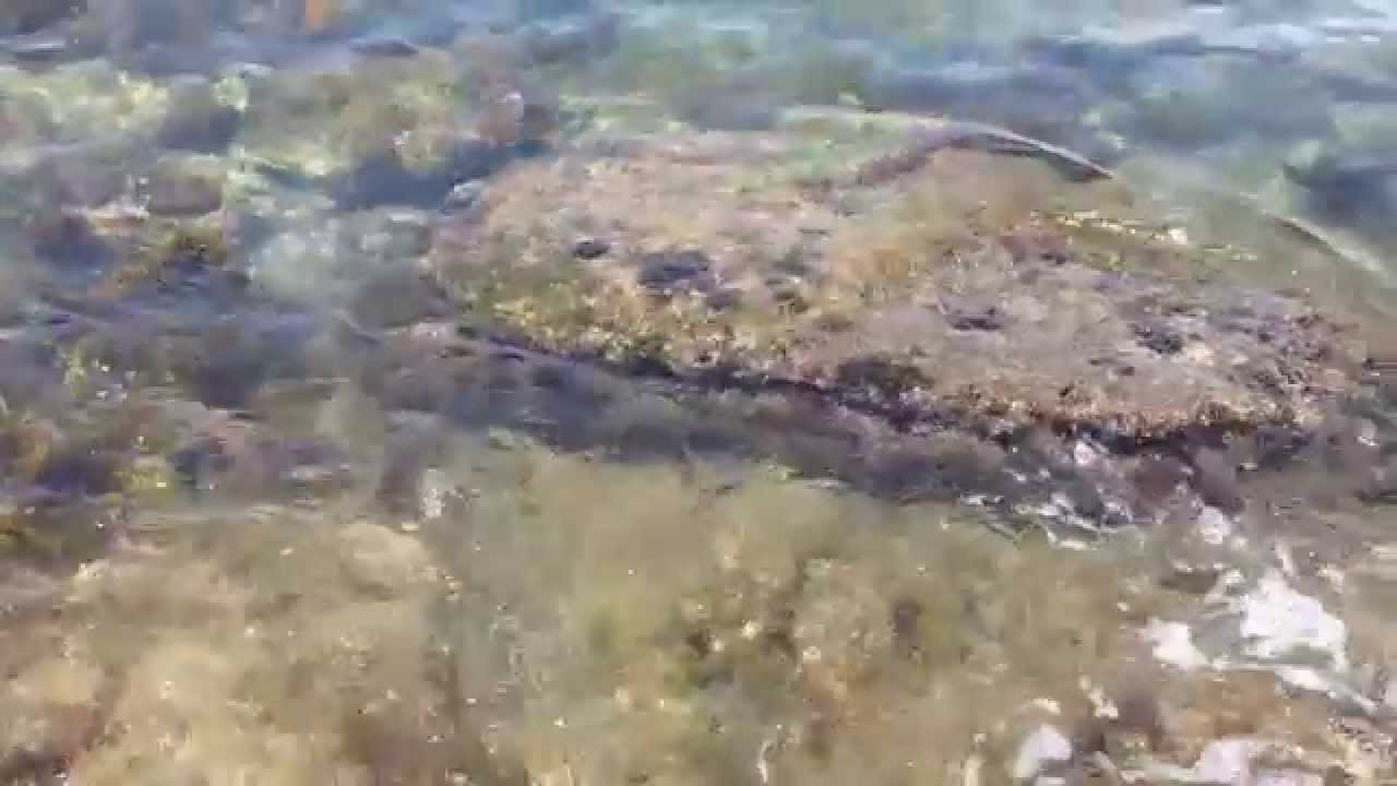 関東の沖縄 千葉県館山市 沖ノ島シュノーケリング Youtube 関東の沖縄 千葉県館山市 沖ノ島シュノーケリング Youtube