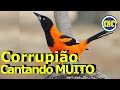 O Canto do Corrupião/ O lindo canto do sofreu