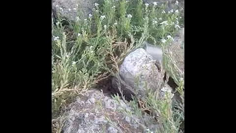 Цветы растущие на песке у берега моря