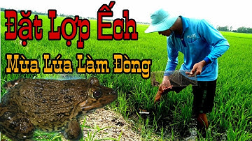 Mưu Sinh Nghề Đặt Lợp Ếch Mùa Lúa Làm Đồng Theo Bờ Sáng Chạy Toàn Hàng Khủng ||Học vlog || a frog