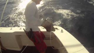 GIANT BLACK MARLIN AUSTRALIA - PELAGIC GEAR