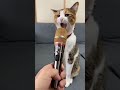 Cat Singing Song☺ #shorts