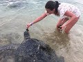 Громадные Королевские черепахи приплывают к берегам Хиккадувы Шри-Ланка полакомиться водорослями