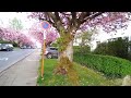 🌸Cherry blossoms ke sath ek haseen sham🌸💞aaein seir krain 🌲 #nature #walk #cherryblossoms #spring