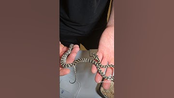 New Snake Unboxing!! #unboxing #python #junglecarpetpython #morelia #snakeboi #snake #snakevideo