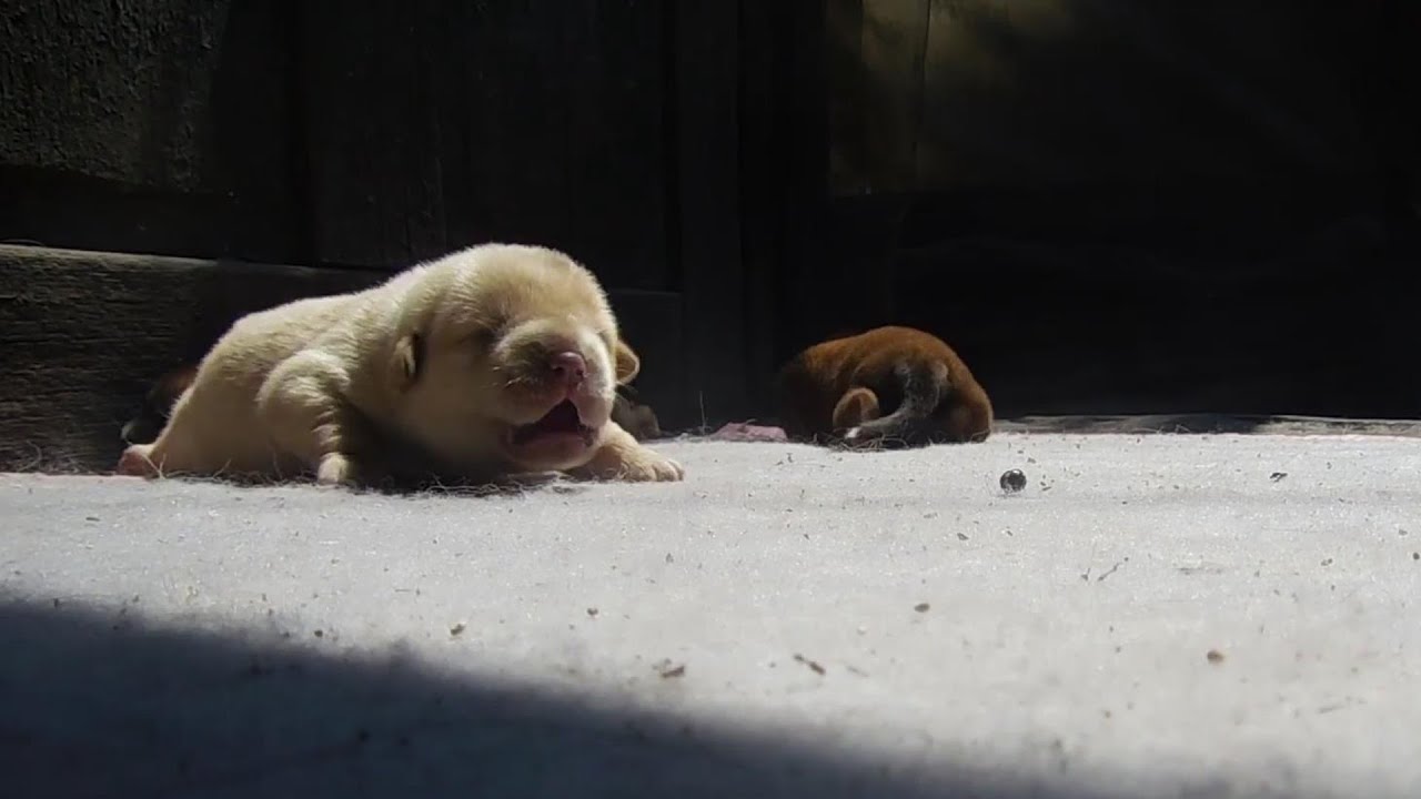小狗出生第五天【一】 的声音、依然不会爬行。Newborn Puppies Birth to 5 day. The barking of