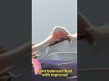 Breast Augmentation Surgery Explained in 3D – From Incision to Final Shape