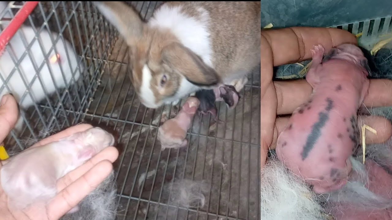 كيفاش غادي تعامل مع الارنبه في اليوم الولادة