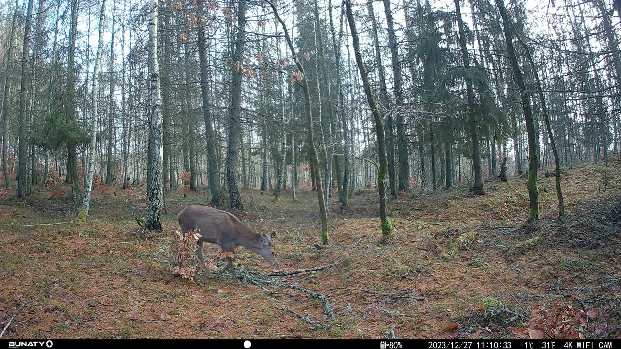 Fotopast - Krušné hory (36)