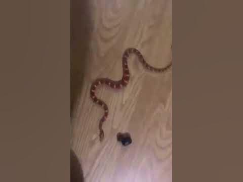 EVDE YİLAN BESLEMEK 🐍🐍 - YouTube