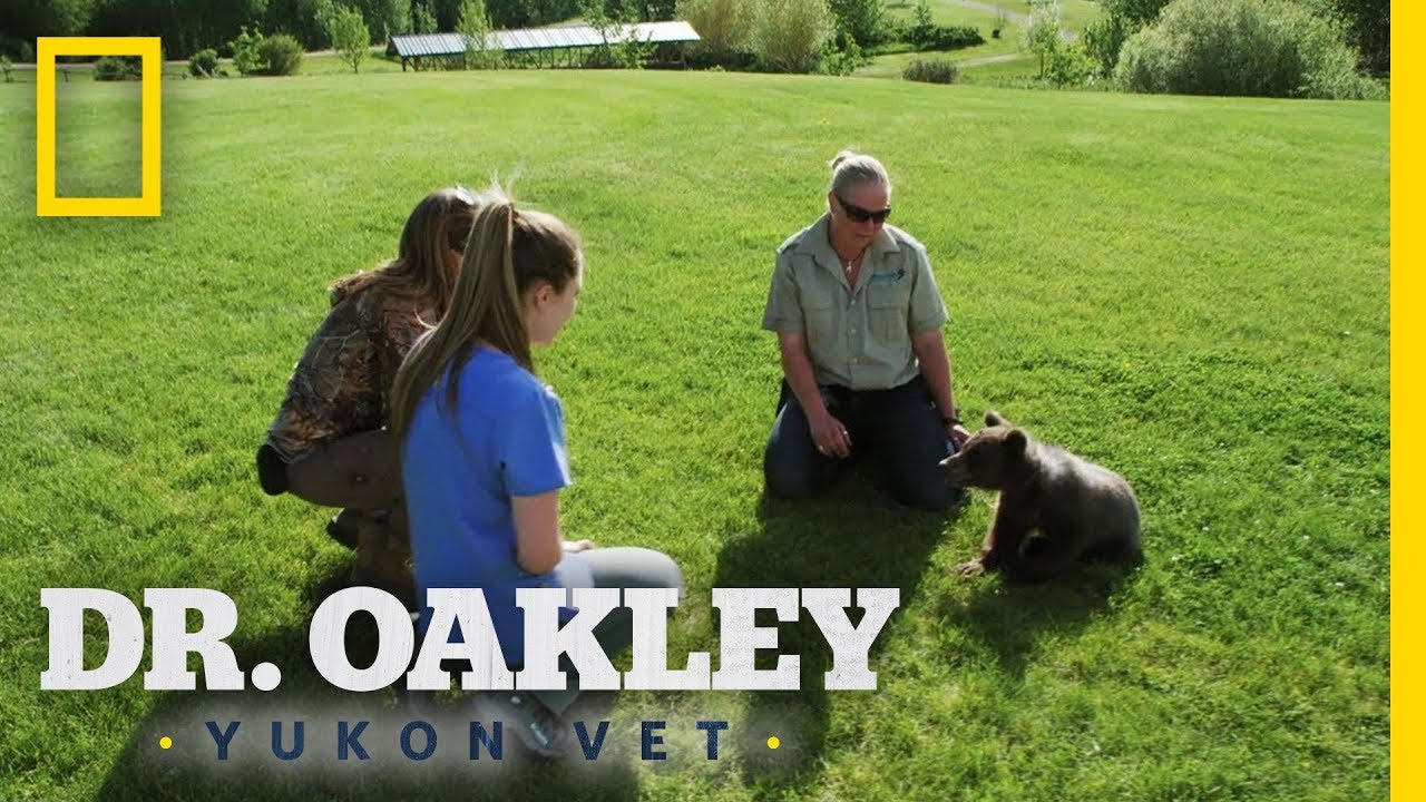 Dr. Michelle Oakley, star of Nat Geo WILD hit 'Dr. Oakley Yukon Vet' opens  up on work, life and more - The Hollywood Digest