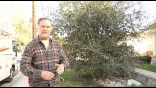 Rescaffold Pruning of a Juvenile Oak - Prune Like a Pro