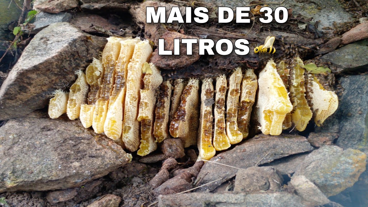 ABELHA EM TÚIA DE PEDRA ESSA É DAS BOA🐝