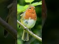 bird sound | #cute sound | #asmr | #nature sound | sleepy | lovely | wild