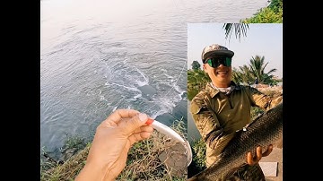 Săn cá Vược tại Thái Bình#Shorts