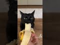 Just a lil guy enjoying his banana 🍌 #catasmr #cateating #cats #cutecat #catsoftiktok