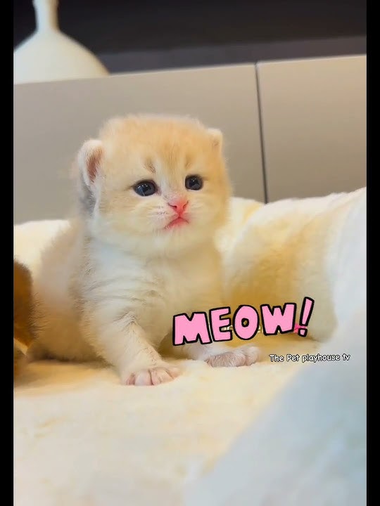 Mewo Meow meow 😍#cat #shorts #viralshorts