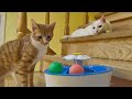 How cats approach a new object  lazy cat vs curious cat