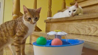 How Cats Approach A New Object - Lazy Cat Vs Curious Cat