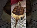 Slow but unstoppable 🐢 #KeepGoing #WildLife #Motivation