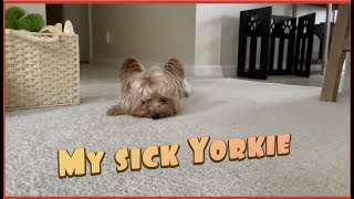 My sick Yorkie